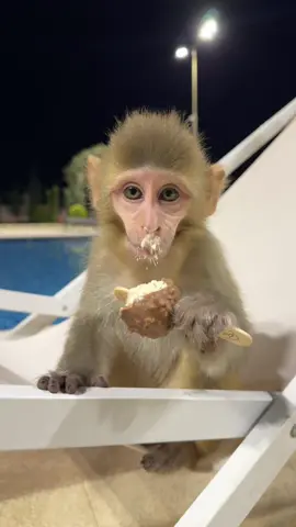 😋🍦 #monkey #icecream 