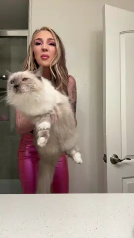 Vote for your favorite kitty! 😻Contestant number 1: Fat Boy