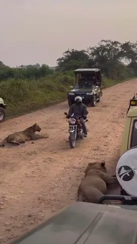 Lions in Uganda set up a surprise checkpoint 😂 and a local passes by on his motorcycle! Luckily, the lions were too busy daydreaming to notice, so he cruised through safely!😂😂😂  #wildlife #lion #wildanimals #animalsoftiktok #wildfreelions #planetearth #survival #savage 