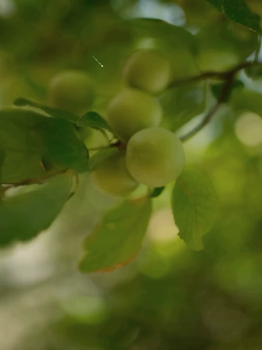 Kakadu Plum, the world’s highest source of vitamin C is taken to new levels by our supply partner @nativeextracts_official. Native Extracts’ breakthrough cellular extraction delivers potent natural vitamin C in a liquid and higher levels of antioxidant capacity. Traditionally known as “Gubinge”, Kakadu Plum grows natively in North Western Australia, and is wild harvested by the Bardi people north of Broome. Native Extracts provides a connection with First Nation growers. Their transformative mission is to improve and build partnership programs with their supply chain to support impact beauty outcomes. Discover Native Extract’s Kakadu Plum in eleven of our high performing products: 📷 C=mc2 Vitamin C Serum 📷 Follow the Light Eye Cream 📷 HA+ Flower Serum 📷 Notox Ageless Glow Serum 📷 Spectrum Face Mist 📷 Bioactive Balancing Moisturiser 📷 Bioenergetic Shampoo & Conditioner 📷 Soothe Cream 📷 Ocean Bliss Hand & Body Wash 📷 Spectrum Shield Moisturiser SPF 15 Many of us are seeking a stronger connection to source - and this line of supply provides. #gubinge #kakaduplum #firstnationgrowers #indigenousknowledge #nativeextracts #vitaminc #vitamincserum #kakaduplumskincare #synthesisorganics #nrw2024 #organicskincare