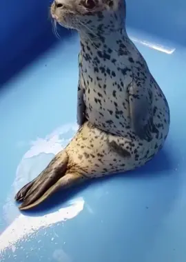 Hes so chonkyyyyyy #seal #fypppp #sillyseals 