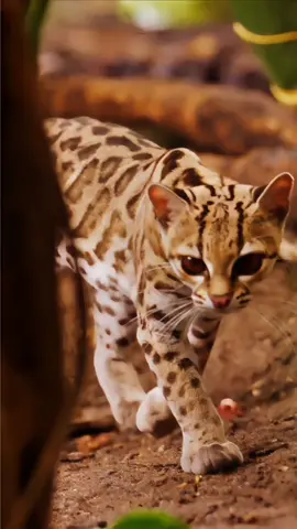 Curious margay cat, a cat species found in the tropical Americas. Smaller than an ocelot but larger than a domestic cat, the margay’s huge paws and flexible ankles make it an exceptional tree-climber.  Fun Fact: Margays can jump 12 feet horizontally through branches, spreading their legs like a squirrel for balance. #Margay #TreeClimbingCat #WildcatFacts #NatureLovers #catvideo 