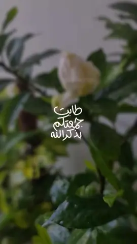 #CapCut #جمعة_مباركة #جمعه_طيبه_بذكر_الله #صباح_الخير #صلوا_على_رسول_الله #طابت_اوقاتكم_بكل_خير💕🌼 #جمعة_طيبة_مباركة #صباحكم_أحلى_صباح 