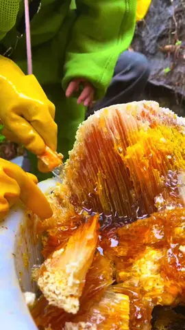 It's too comfortable to chew on wild cliff honey directly#fyp