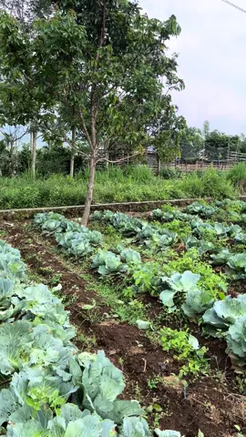apakah ini kol jigor bu yoga?!