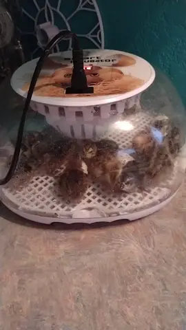 talk about cute and fluffy! 11 little babies out of 18 eggs. they will be going into their temporary set up later on today. #cutebaby #hatching #sofluffy #cuteness #quail #farmlife 