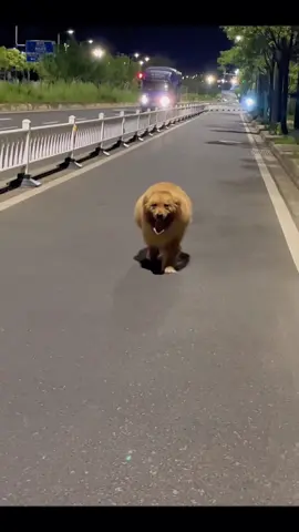 It’s time to lose weight 😔#pet #dog #foryou 