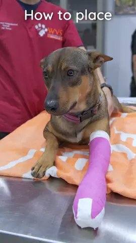 How to apply a leg bandage on a dog 🩺   (featuring a very adorable patient!)   🎓 The WVS Academy is an online platform that provides vets across the world – from Asia to Africa, and everywhere in between – with access to high-quality, engaging, relevant, and peer-reviewed resources to guide best clinical practice in any setting.   In many countries, access to expert resources and professional learning opportunities is extremely limited. That's why we've created a community for vets from all countries, cultures, and educational institutions to browse resources and progress their skills across a broad range of subjects. #WorldwideVeterinaryService #WVS #AnimalCharity #AnimalDoctors #WVSAcademy #Academy #Vets #InternationalCharity #Vetcharity #ClinicialSkills #VetSkills
