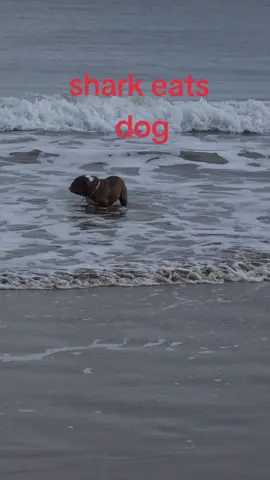 shark attack 😆  #bulldog #seaside #roxy 