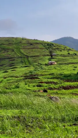 …แค่มีความสุขกับสิ่งเล็กๆน้อยๆ ⛰️🌳🍃 #สตอรี่ธรรมชาติ #สีเขียว #ฤดูฝน 