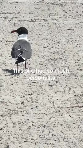 Dancing birds at the beach.                    #Summer #birds #memorailweekend #seagull #beach #stayingalive #fyp #foryou #foryoupage 
