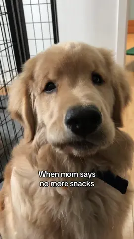 Disregard the crumbs on his chest floof.. 🙄 #dogsoftiktok #goldenretriever #cutedog 