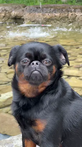 When a model and a videographer found each other🎥 #dogblog #dogmodel #dogactor #dogfunny #creativevideo #funnydog #funnymeme #dog