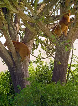 #fyp #foryoupage #wildanimals #animalswildlife 