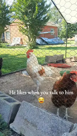 He like to talk! 😂🐔 #farmlife #chicken #rooster #animalsoftiktok #DailyRoutine #wakeup #birds #farmer 