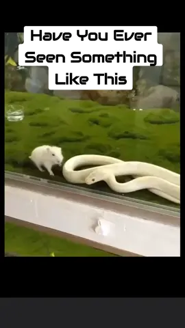 Snake Goes To Attack Mice And Attacked Itself - #SnakeFails - #MiceWin - #SnakeAttacksItself - #WildlifeWoes - #ReptileRuckus - #SlitherySnafu - #AnimalAntics - #FunnyWildlifeMoments - #SnakeProblems - #MiceVictory 