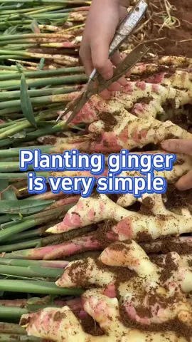 Tips on planting ginger #garden #gardening #gardening101 #gardeningtips #farming #planting #ginger 