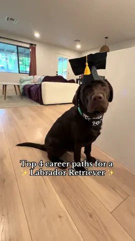 Which would your pup choose??? #PetsOfTikTok #labpuppy #labradorretriever #fyp #viral #chocolatelab #1min #longervideos #puppylove 