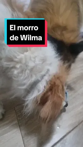 Wilma por su @Dogfy Diet  de pollito R-O-B-A a quien haga falta 🤣 Y Arena al amor de su vida le deja hacer siempre lo que le da la gana, que es lo que le faltaba a la abuela descarada de 14,5 años. Siempre tengo que estar atenta para que no le robe. Lo ideal sería separarlas. Pero Arena si no está Wilma presente come muy nerviosa, así que hay que adaptarse. Si queréis probar esta comida natural cocinada a baja temperatura que hace perder el sentido a las mafiosas, ya sabéis que con el código MAFIAPERRUNA30 tenéis un 30% de bienvenida y podéis sumar su bienvenida de la web de otro 30% Así probáis la suscripción, a ver qué tal llega en tu zona, a ver si te cabe en el congelador,  a ver si le gusta, y todas esas dudas que tuve yo hace 2 años cuando empezamos.  #comidanatural #dogfy #dietanatural #perro #perros 