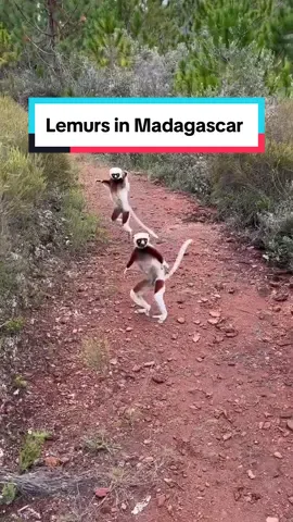 Lemur love 🥹❤️ @samoyilovr capturing the playful spirit of Madagascar's iconic animals. Lemurs are fascinating primates that can only be found in Madagascar, an island nation off the east coast of Africa. There are over 100 species of lemurs in Madagascar, making it the most diverse group of primates in the world. This ancient group of primates arrived in Madagascar about 60 million years ago. Because of Madagascar's isolation from mainland Africa, lemurs evolved in a unique way, developing features that are not found in any other primates.  For example, some lemurs have long, bushy tails that they use for balance, while others have a long middle finger that they use to groom themselves. Share this with someone who needs to see this 🇲🇬 🎥 @samoyilovr  📍Madagascar  #madagascar #visitmadagascar #lemur #lemursoftiktok #wildlifeanimals #wildlifelover 