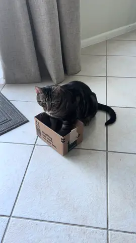 Fits like a glove 😸 #funnyvideos #funnycat #silly #cats #fy 
