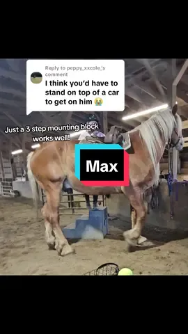 Replying to @peppy_xxcole_  It's a lot easier to tack up than you'd think!  p.s he still needs a home!  #horses #trailhorse #rescuehorse #horseforsale 