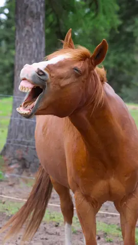 When you catch your horse laughing a little too hard at your jokes just to score some treats…🤨🐴😂  Sending smiles your way from Rocky in honor of #NationalSmileDay 😊 Wishing you a weekend ahead filled with laughter and happiness!  #happynationalsmileday #smile #horsereels #funnyreels #laughing #happyhorse #funnypets #funny #smiling #horsehumor #spreadsmiles #happydays #smileday #funnyvideos #smiley #laughs 
