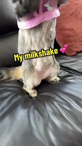 Rosies milkshake brings all da floofs to the yard 🤣🤣💕 #catsoftiktok #cats #funnycats #mymilkshake #cattok 