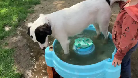 #dog #dogs #dogsoftiktok #funny #funnyvideos #funnyvideos #top #best #fyp #foryou #foryoupage #fy #new #newvideos #newtiktok #tiktok #tiktokvideos #kids #kidsoftiktok 