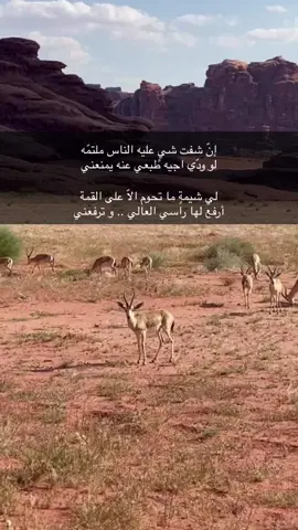 #شعروقصايد_خواطر_غزل_عتاب🎶حب_بوح #