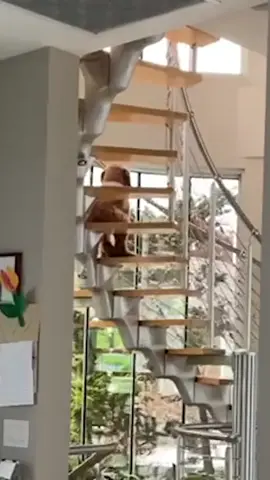 cachorro sentado na escada