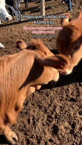 No deja ni que se me acerquen 🤣#tiktokvira #parati #foryoupage #fyp #aninales #rancho #ksimeritos 