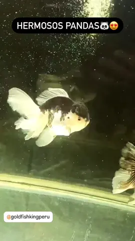 Hermosos pandas 🐼😍#tendencia #goldfish #acuario #peces #peces #peru🇵🇪 #viral #redcap #orandashorttail #peru 
