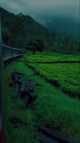බදුලු කෝච්චියයි, මේ view එකයි කියන්නෙම පිස්සුවක් 💆❤️🍃 #luxurynature #badullatrain #travel #srilanka #trainjourney #viralsong #slowedsong #sinhala #viral #fyp Neth Manema (slowed and reverb) - Dilu Beats 