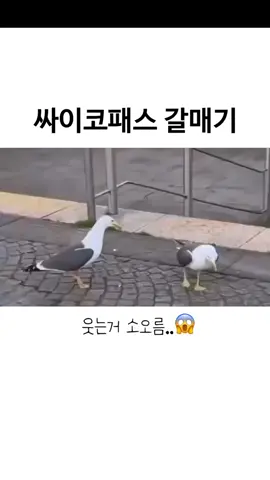 . . #폭소 #대유잼 #옷코디 #뭐하지 #ㅋㅋㅋ#핵잼 #개그 #웃음 #웃겨 #웃긴짤 #유머 #오늘의유머 #유머스타그램 #웃긴동영상 #쇼핑 #남친짤 #짤#썰#웃긴썰 #좋아요 #좋반 #좋테 #좋반 