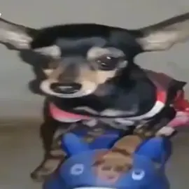 #meme #explore #fyyyy #viralvideo 
