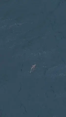 I was searching for a whale and found a #whalershark. I did end up finding a couple of whales later, but also stumbled upon this guy🦈. It was out far enough not to bother anyone, but in saying that a group of swimmers did swim around the corner five minutes after spotting this shark. I am sure it would’ve kept swimming on its merry way, enjoying a happy Saturday. ♥️ . #sharklifedomination 