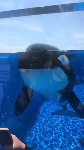 かわいいステラがファンサくれました🖤🤍！！ #須磨シーワールド #スマシー #sumaseaworld #ステラ#シャチ #しゃち #海洋生物 #海洋生物好きと繋がりたい #シャチ好きにはたまらん #シャチがすき #シャチとの思い出