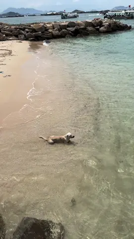 Tụi bây tắm biển bộ t không biết tắm biển hả. Xem này #tambien #dog #cute #xuhuongtiktok #LearnOnTikTok 