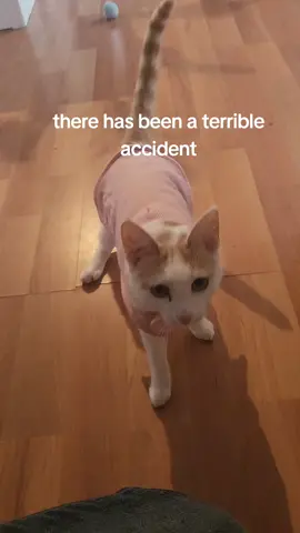 car fucking dies caught on tape #cerebellarhypoplasia #wobblycat 