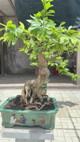 Mai vàng ghép.cái chột ghép này cỡ nhiêu năm ae #maivang #maivangbonsai #bonsai #bonsaimini #maivangmiennam #xuhuong #xuhuongtiktok #minhhoang2910 