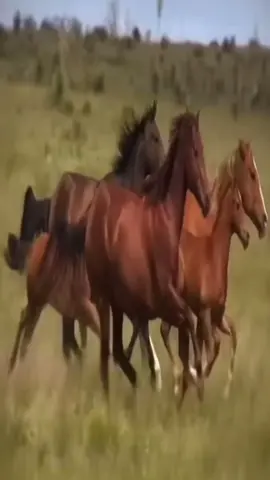 🐴🪽 #horse 