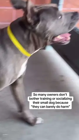 (Credits to sailorrrsarah)PLEASE SHARE COCO! I don’t know if he’s alive. I don’t know how much time he has if he survived today. But IF HE DID, you can help save him. Coco can be adopted from SEAACA using his impound number: 24-10970. Coco can also be fostered for a California rescue. Please interact with the original post on sailorrrsarah’s instagram to gain rescue attention. Coco is a good dog.  #dogsoftiktok #pitbull #pitbullsoftiktok #pitmix #dog #animalshelter #animalrescue #sos #fypシ゚viral 