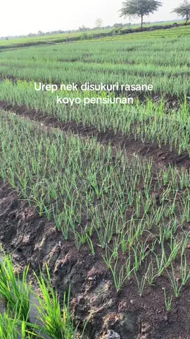 #bawangmerah #petanimuda 