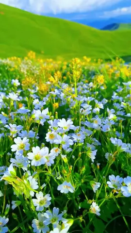 #Nature #flowers #fyp #foryou #scenery #beautiful #healing #travel #traveltiktok 
