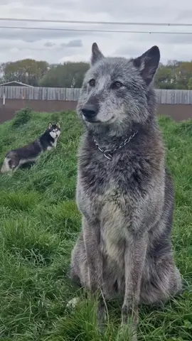 We all have beautiful things in life  . . . #wolfdog #wolf #foryou #fyp #trending #tiktok #views #beautiful #animals #howl 