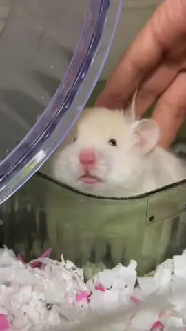 Nựng nựng vỗ vỗ #hamster #dongvat #kanapetlover #cute 
