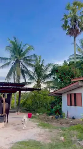 ยามเย็น #ค่ายโคเพชรโคกโหนดไสเตียน #นายหัวเด้ง #ดุกด้างพวงเพชร #โหนดตะวันฉาย #fypシ゚viral 