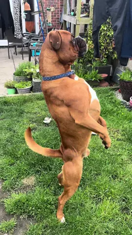 Erm..reckon my dogs a human undercover? #boxerdog #dogsoftiktok #boxer #funny #fyp #foryoupage #foryou 