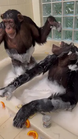 The big chimp boys love a bath. Vali and Sugriva in the bubbles.  You need to come to MyrtleBeachSafari  and meet them❤️.  #savetheapessavetheworld 
